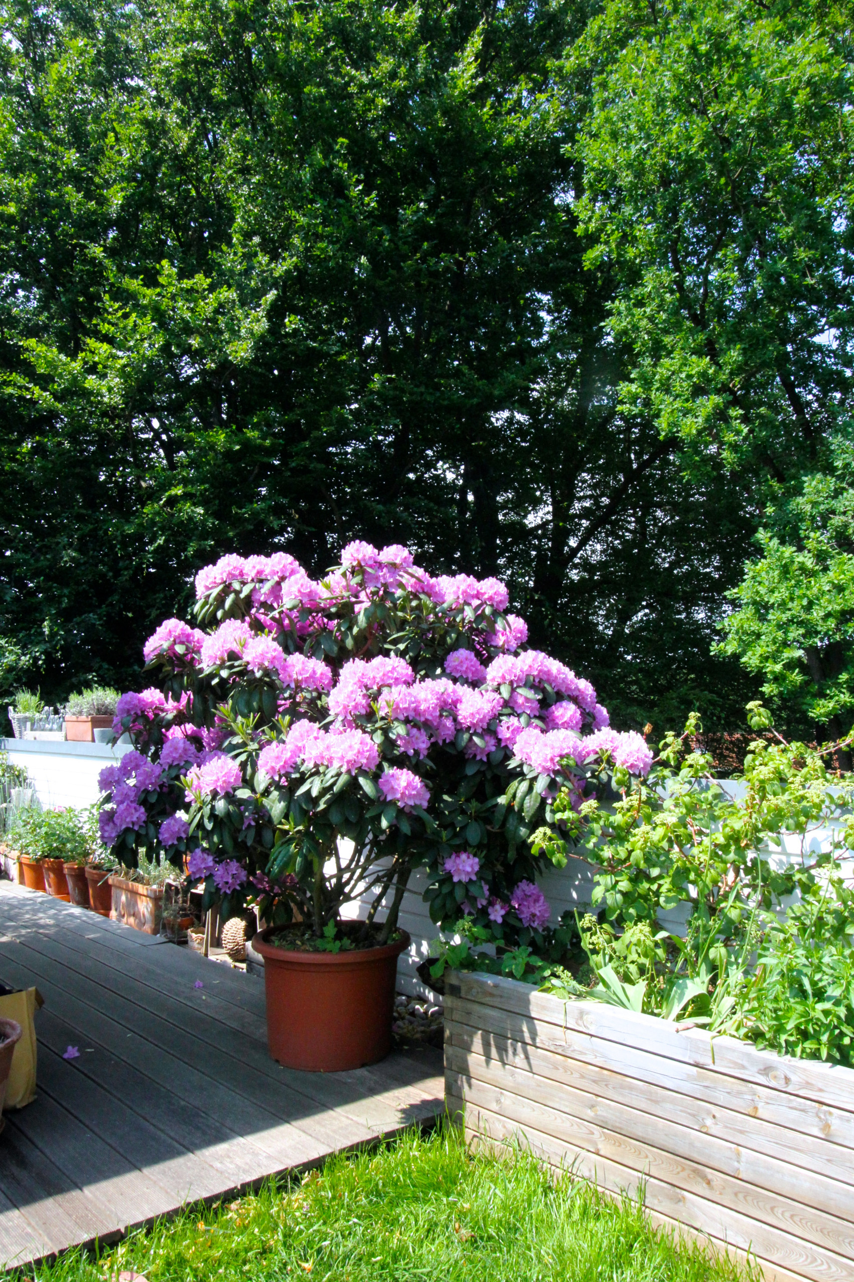 Houzz Германия: Цветущий сад на крыше в Берлине