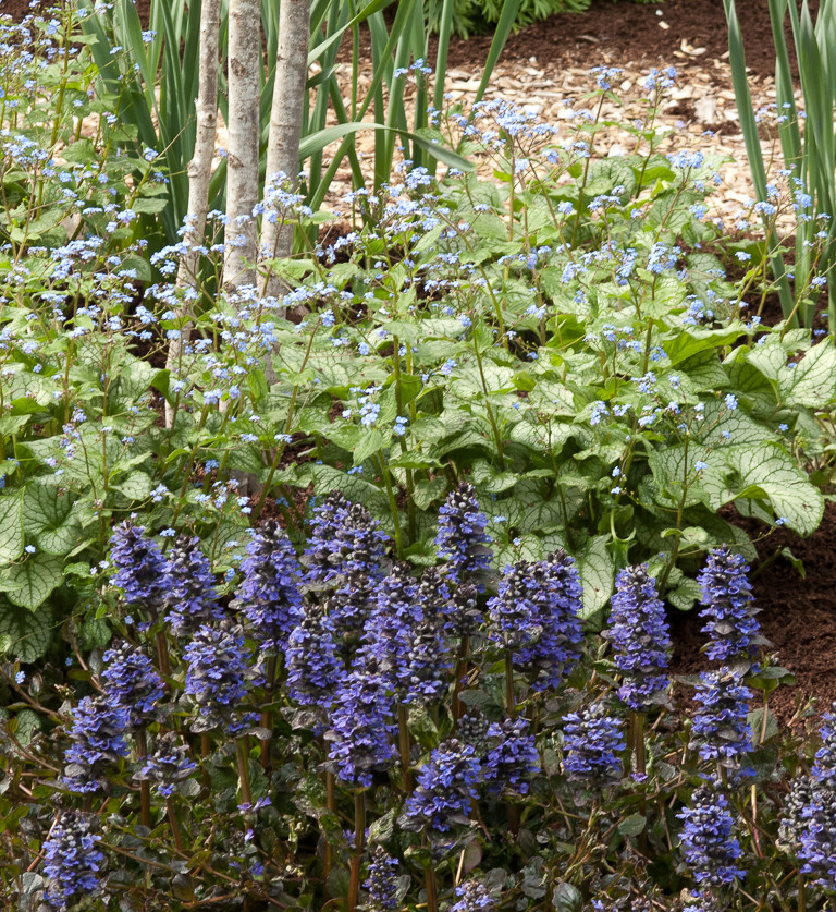 22 красиво цветущих растения для сырых и влажных мест в вашем саду