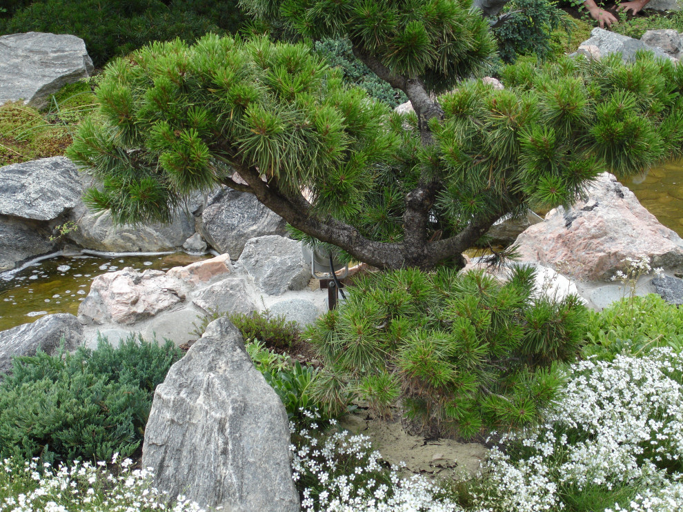 Сад с водопадом. Калчуга 2006 г