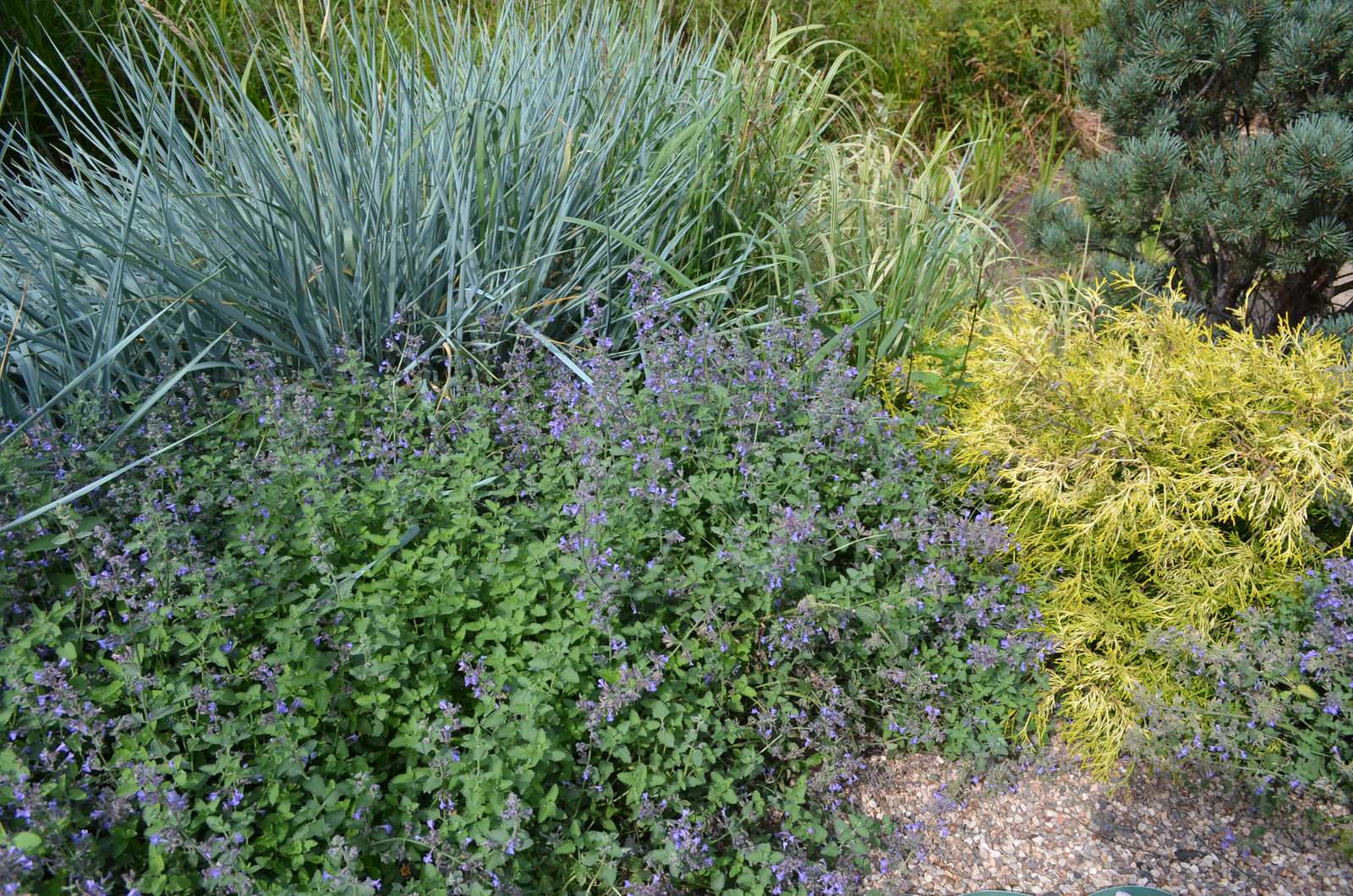 Китайский сад в Потапово.