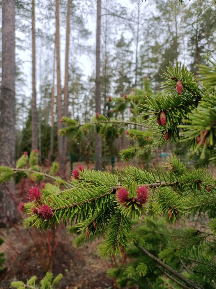 Участок в сосновом лесу, 2020