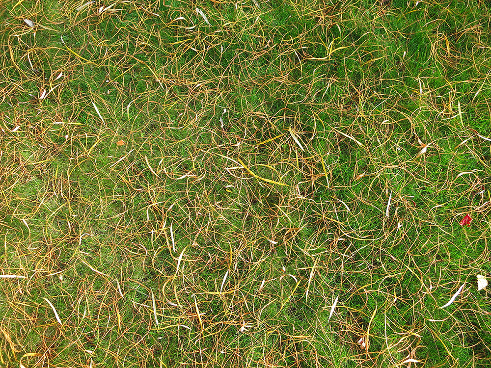 Сад с геометричным водоемом