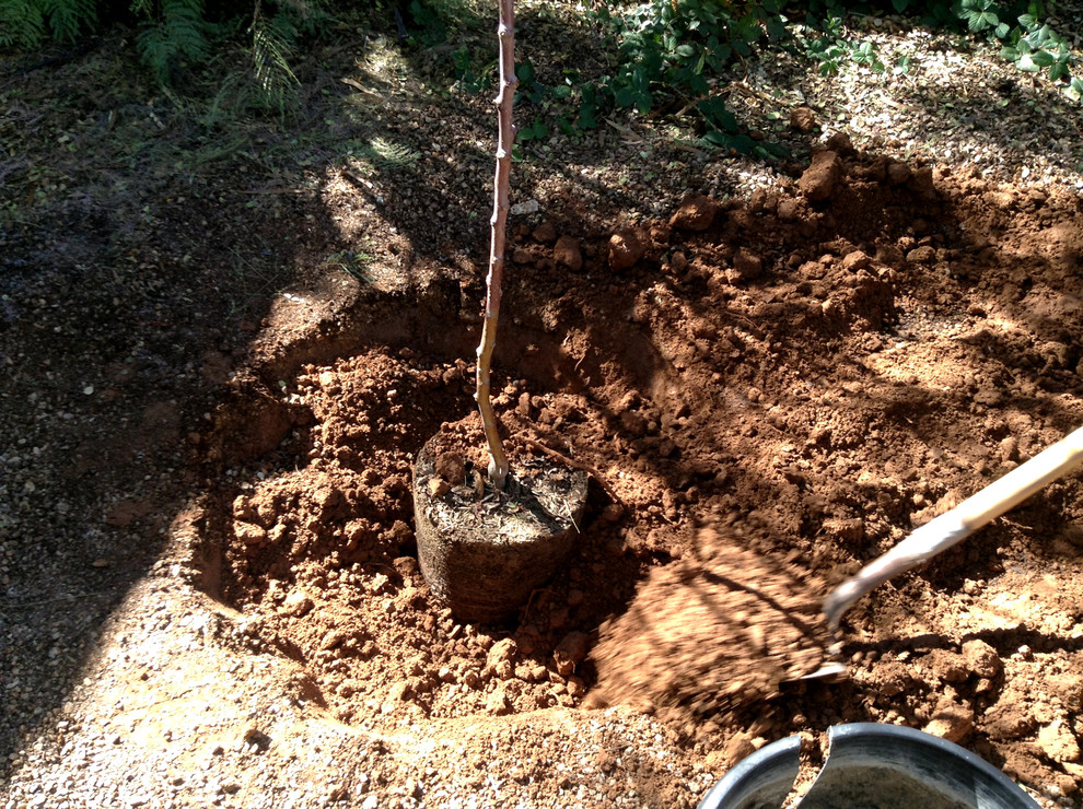 Работа над ошибками: Что пошло не так с плодовыми