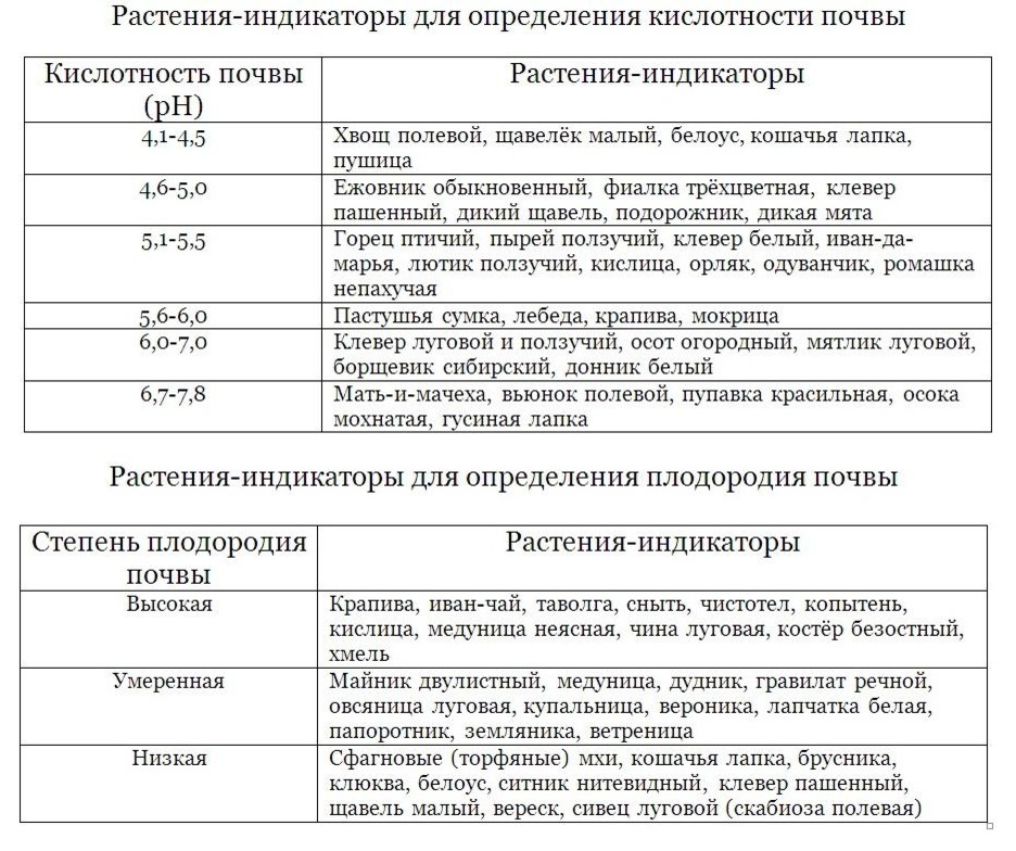 Хороший вопрос: А стоит ли бороться с сорняками на дачном участке