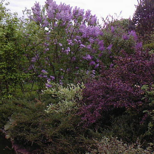 Обложка проекта: Сирень