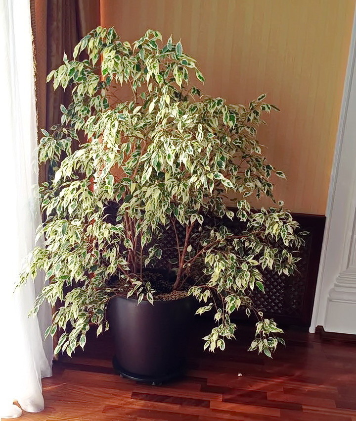 Озеленение частных квартир