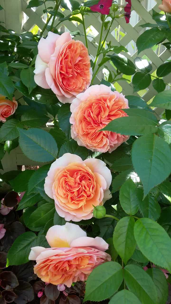 "Мечты о Провансе"