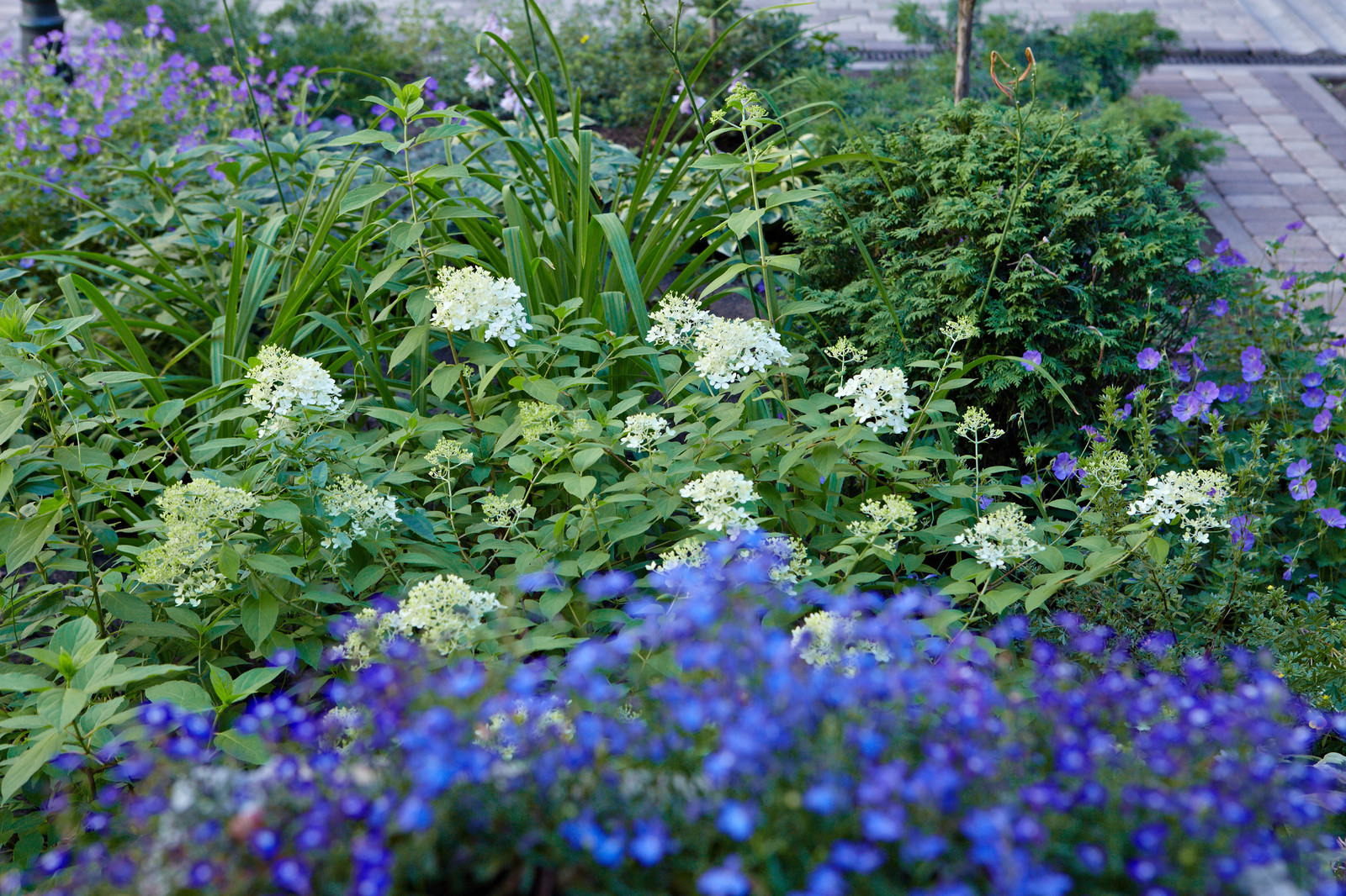 Корпоративный сад