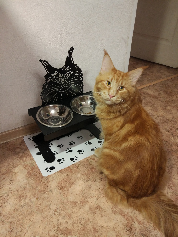 Дизайнерские миски