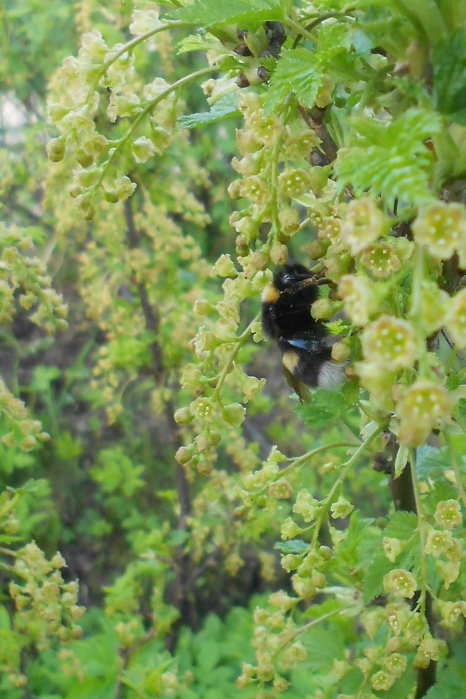 Цветущий сад: Календарь на май для дачников и садоводов