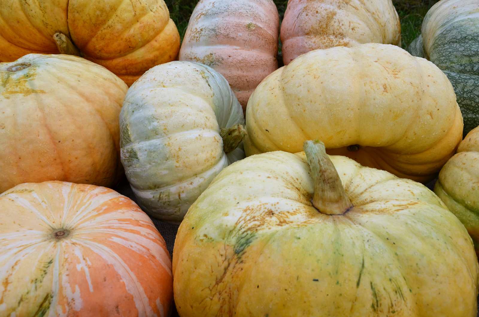 Садовый участок - осень