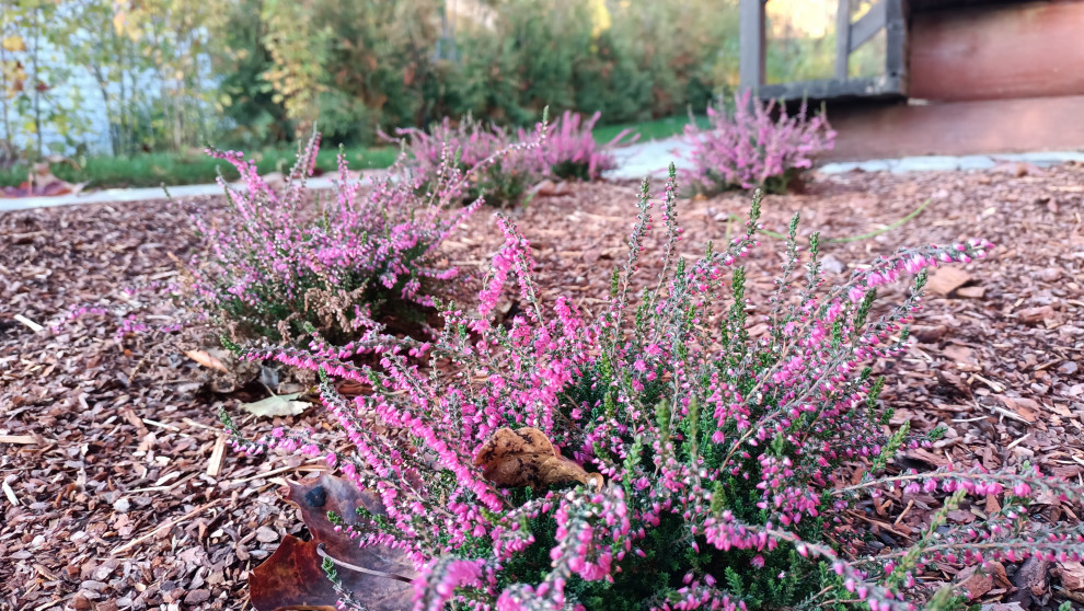 Лесная сказка в Мичуринском