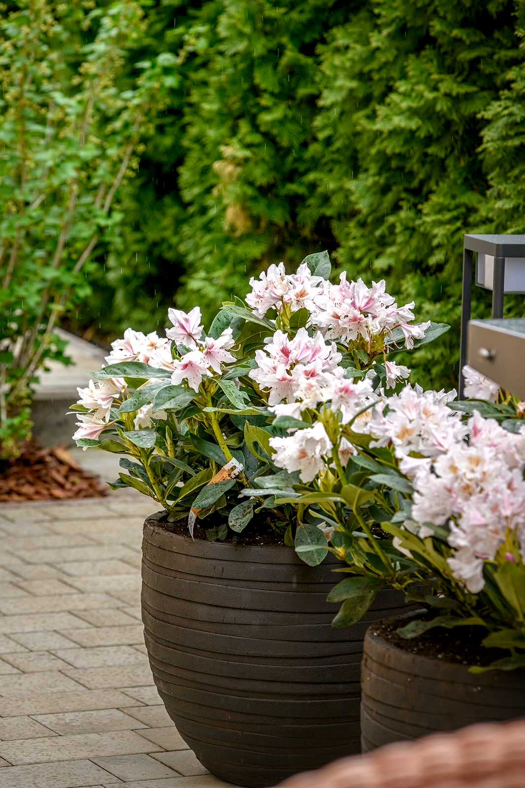 "На Дачу" к Татьяне Веденеевой