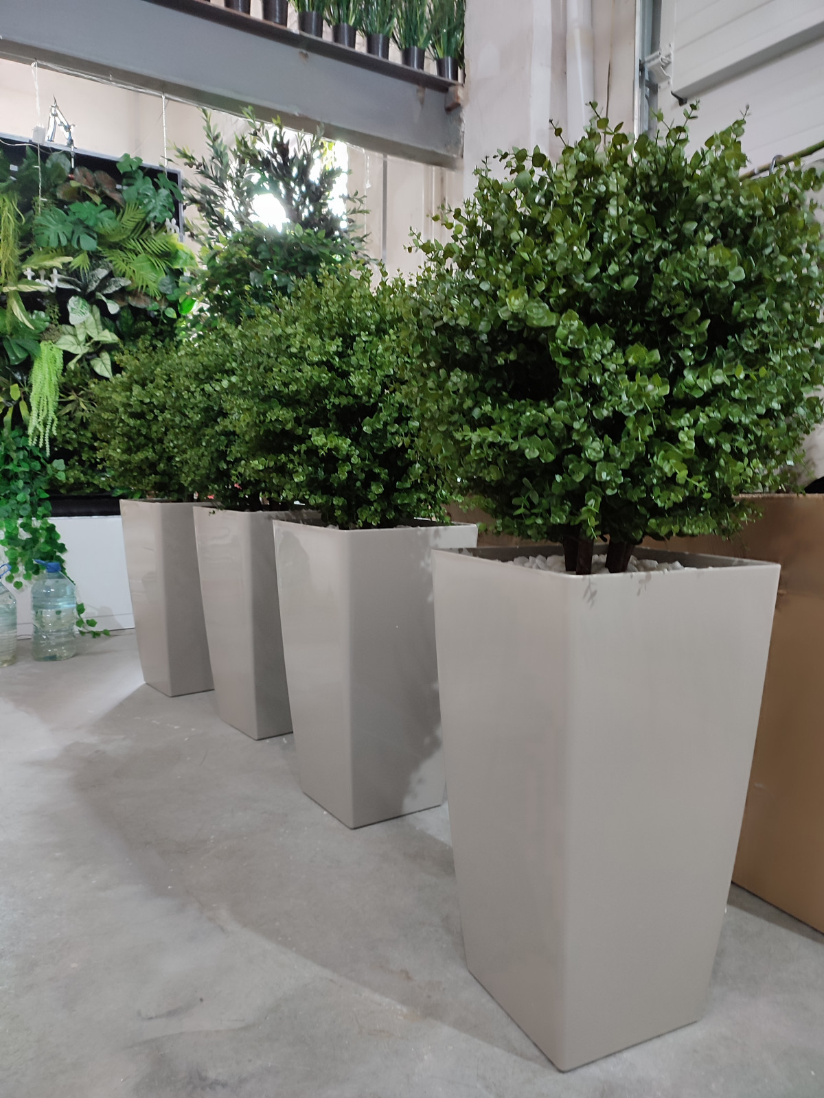 Растения для офисного пространства