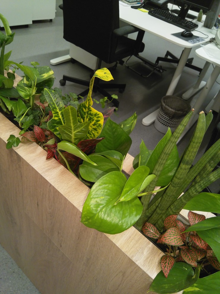 Озеленение офиса администрации МЕГА Омск