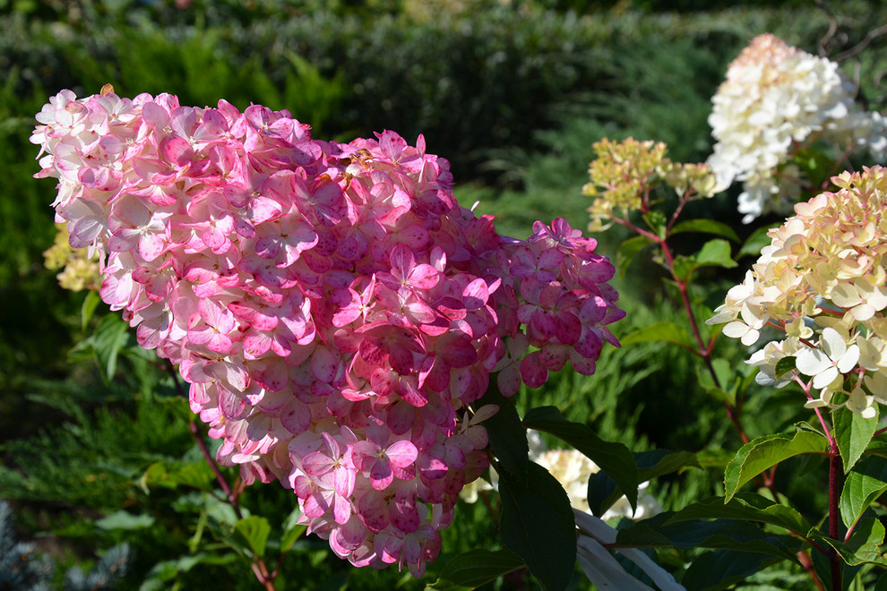 Современный сад в КП "Бенилюкс" вилла 2