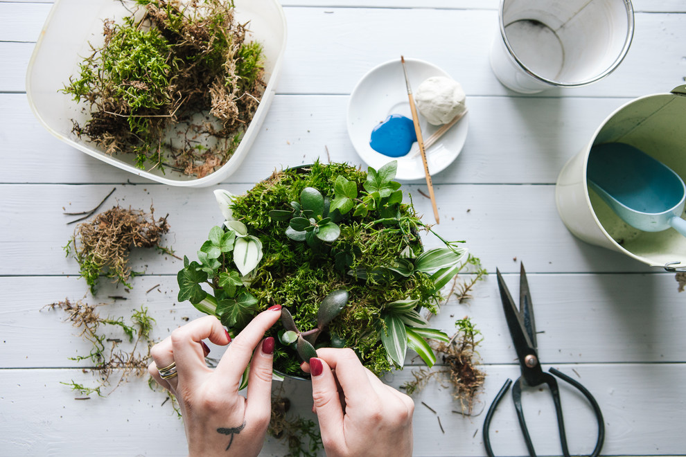 DIY: Как вырастить бонсай в домашних условиях