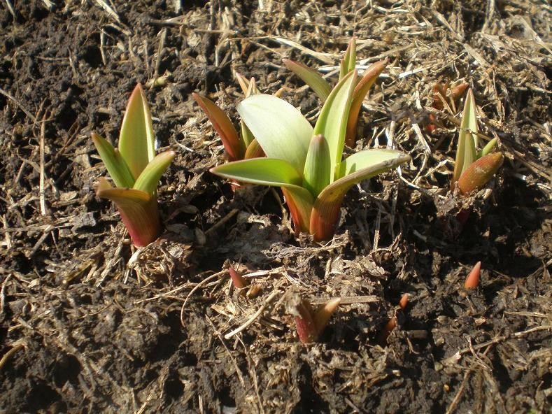 Природное земледелие: Мульчирование и задернение «для ленивых»