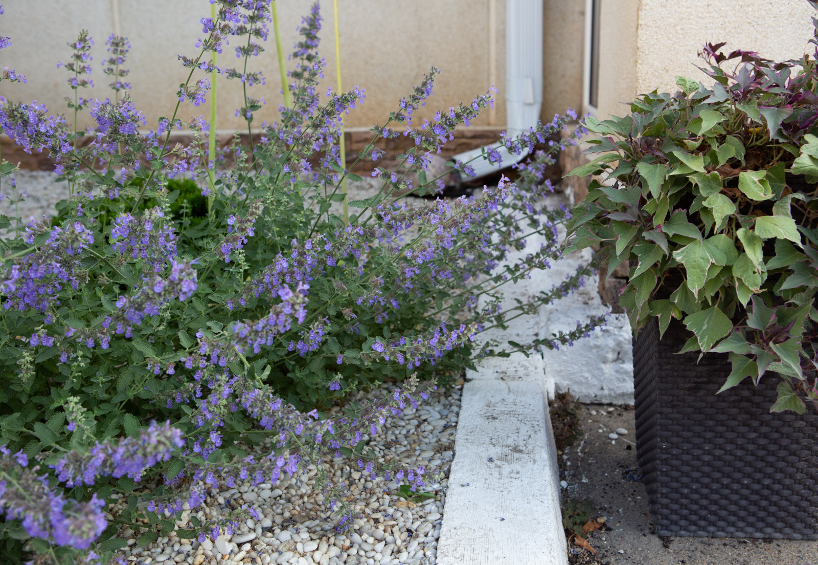 Озеленение территории офисного здания