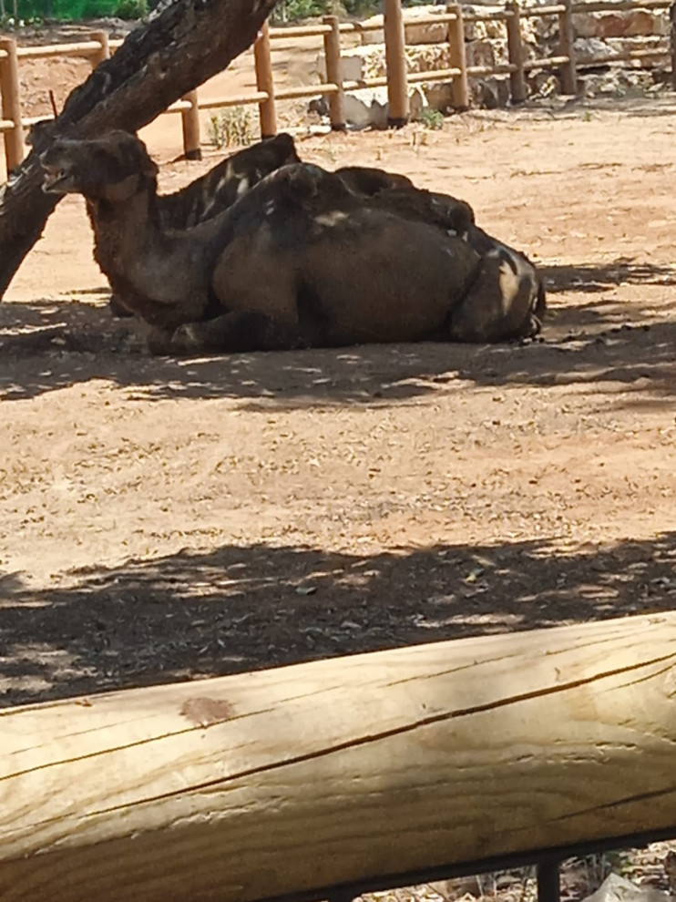 Обложка проекта: играть