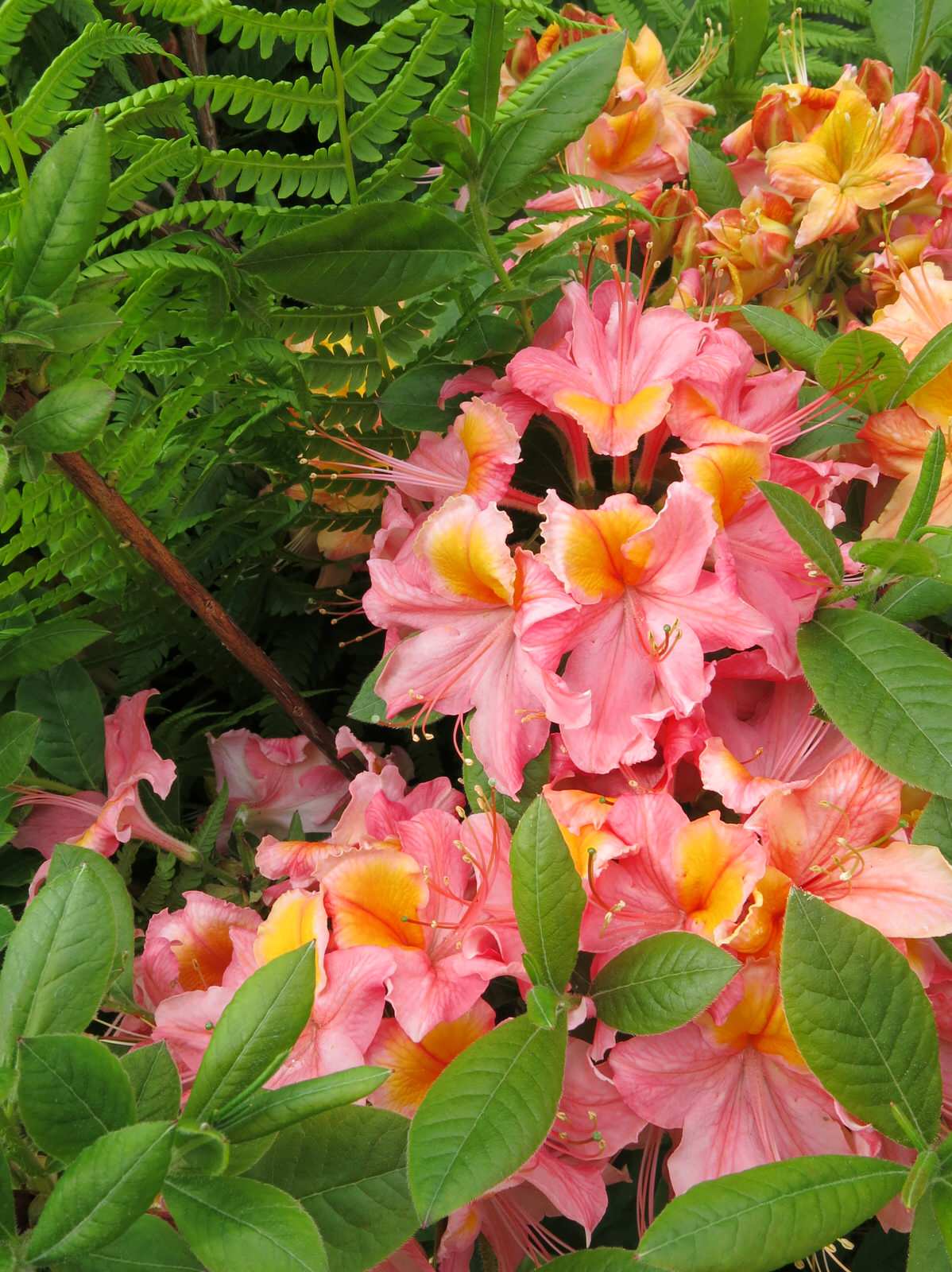 ТЕПЛЫШКО МОЕ. ВЕСНА.