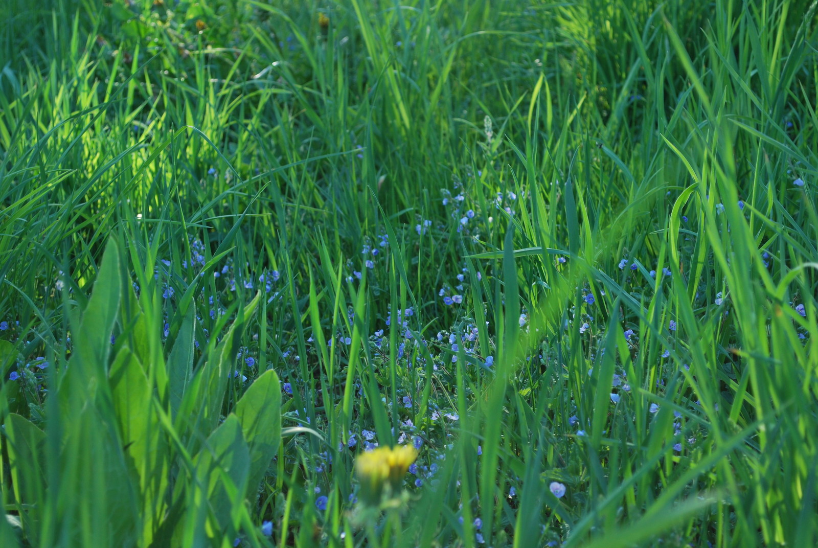 Вопрос: Чем заменить традиционный (партерный) газон