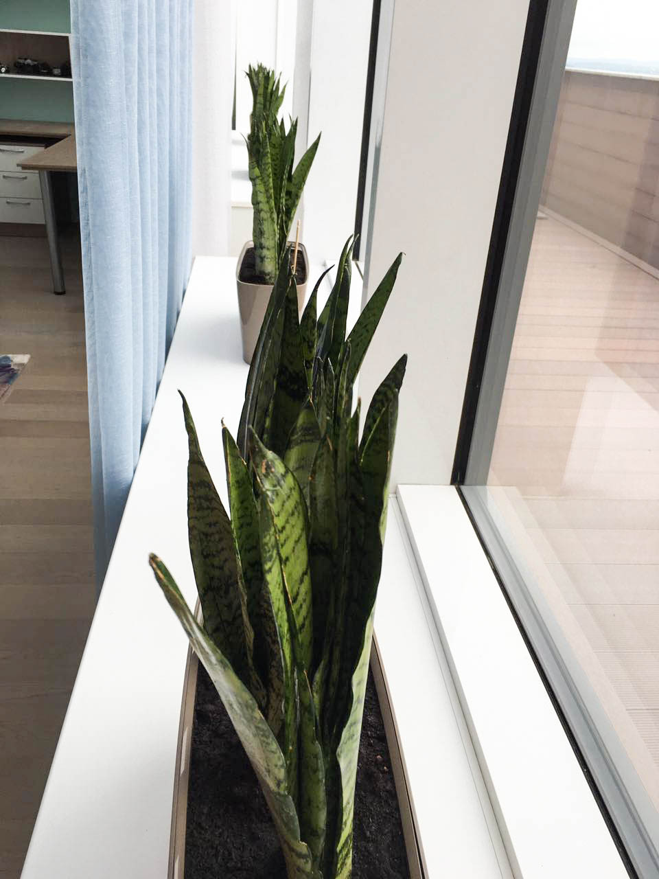 Озеленение частных квартир