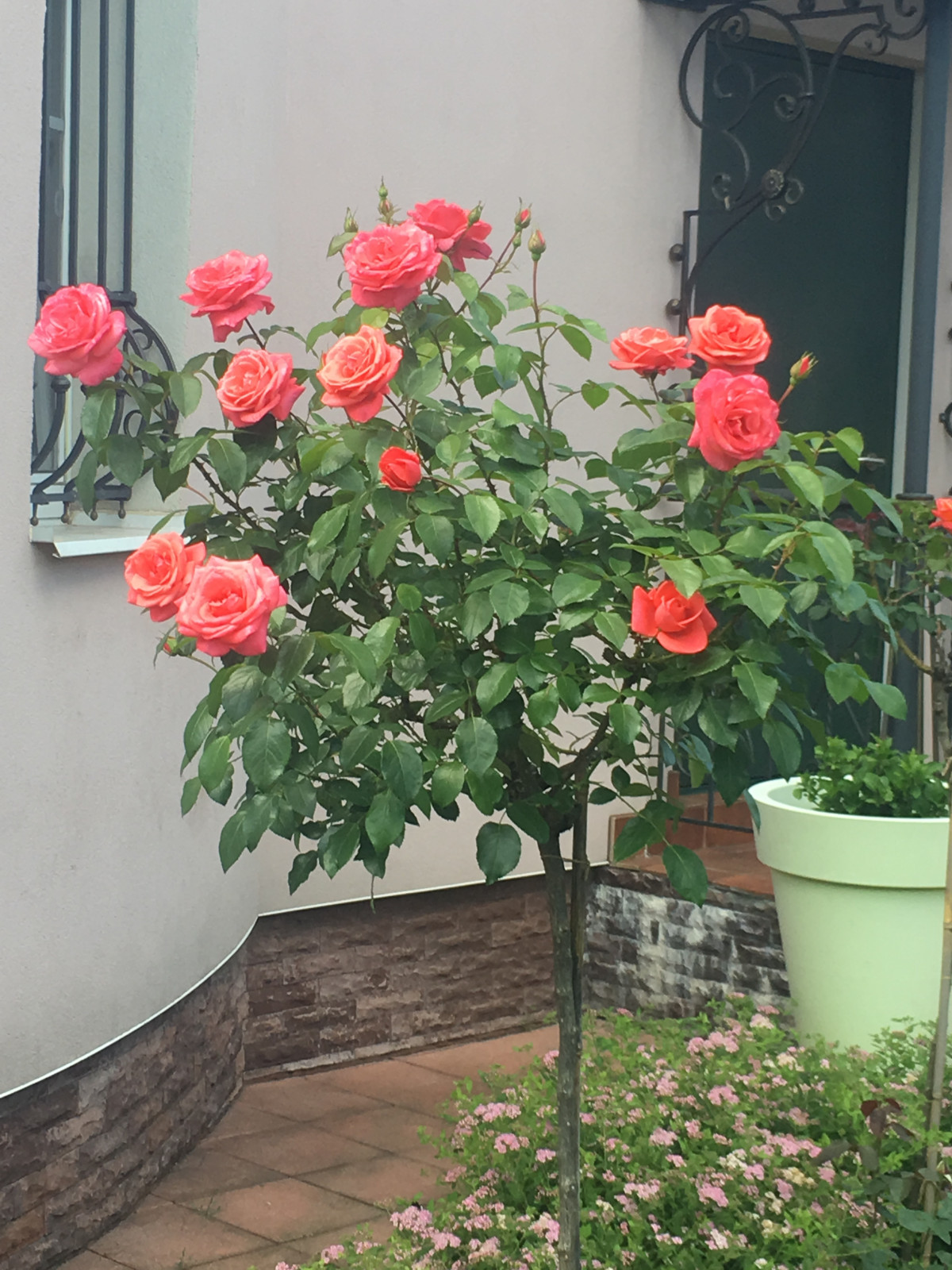 Французский садик в поселке Рыбаки Дмитровское шоссе