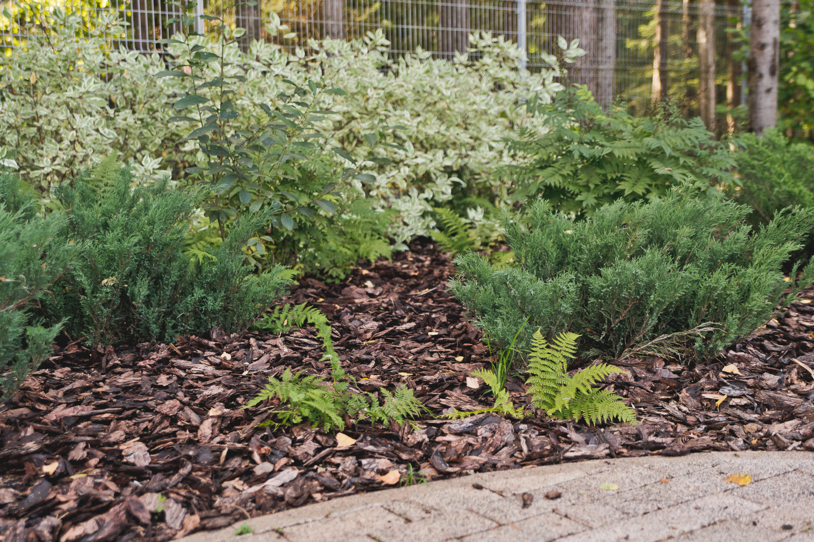 Сад на краю леса