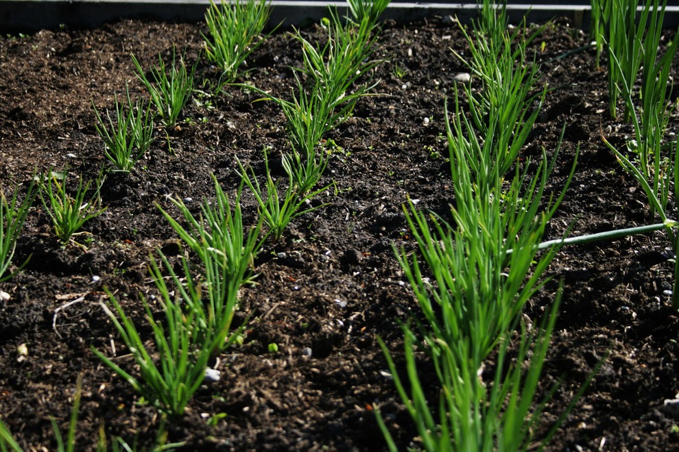 Корневая система растений: Почему важно в ней разбираться