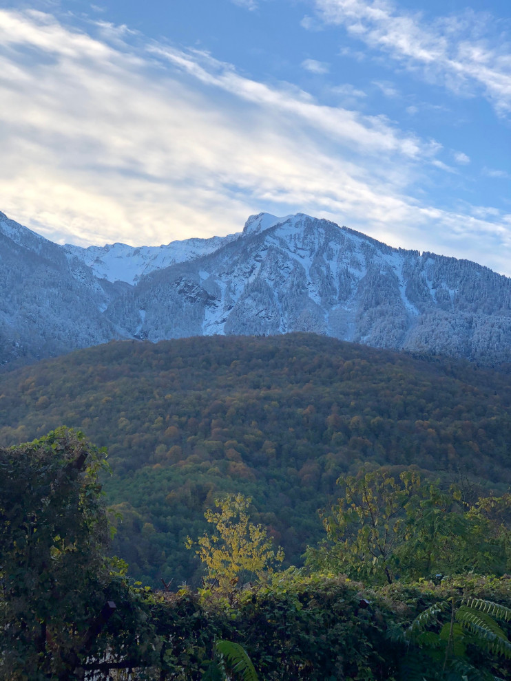 Honey gardens by Alisa