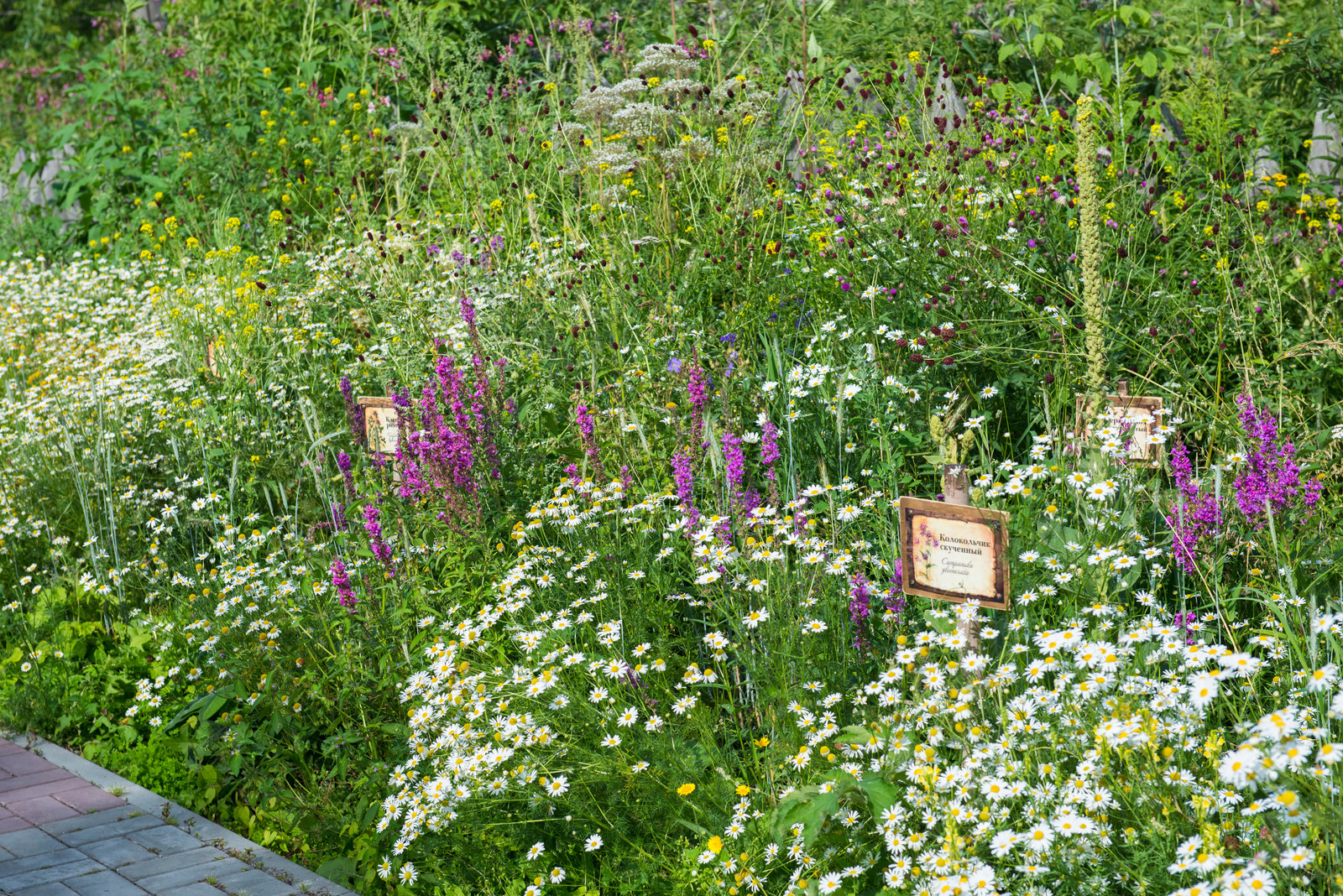 Цветник из аборигенных растений Томской области