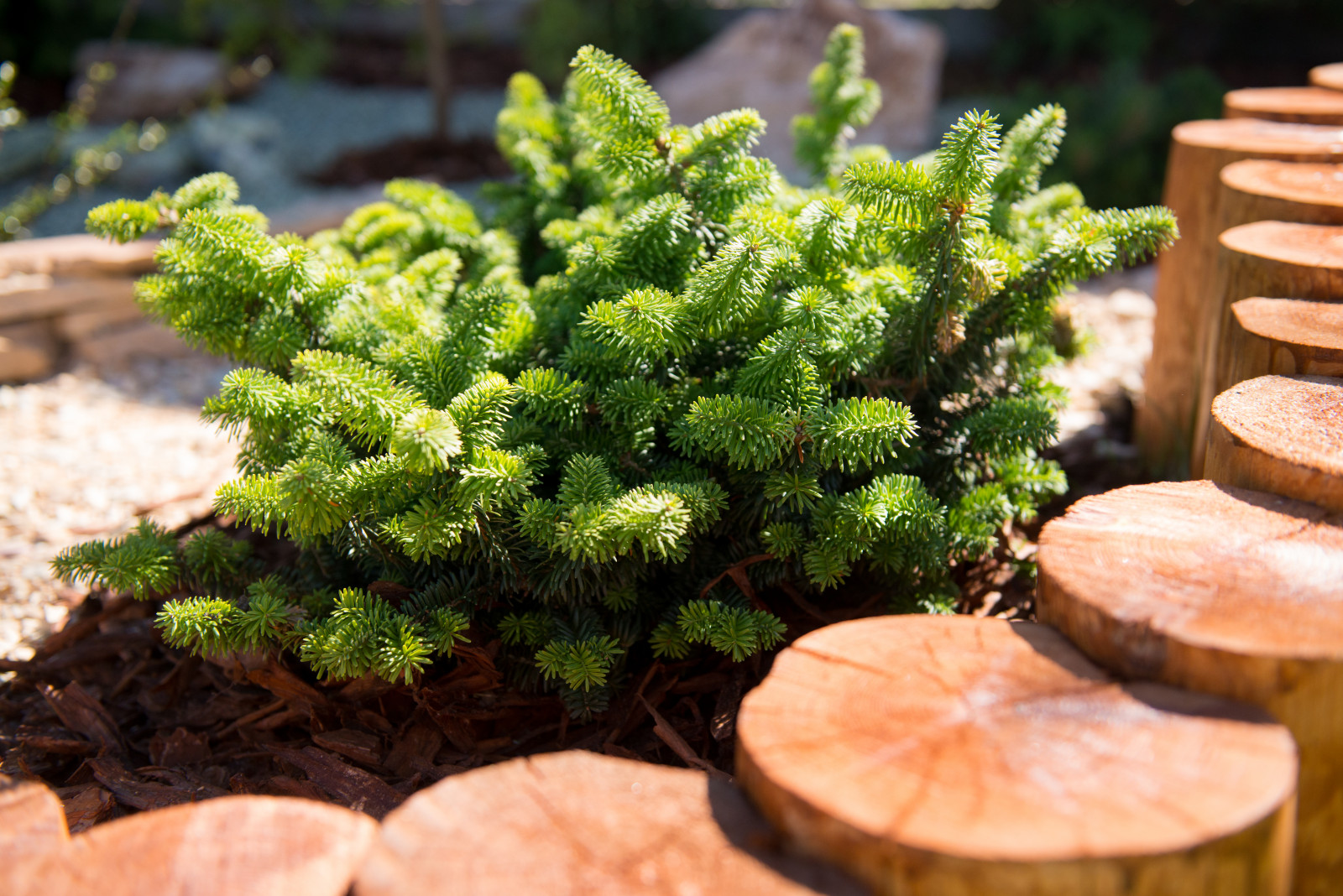 Озеленение сада