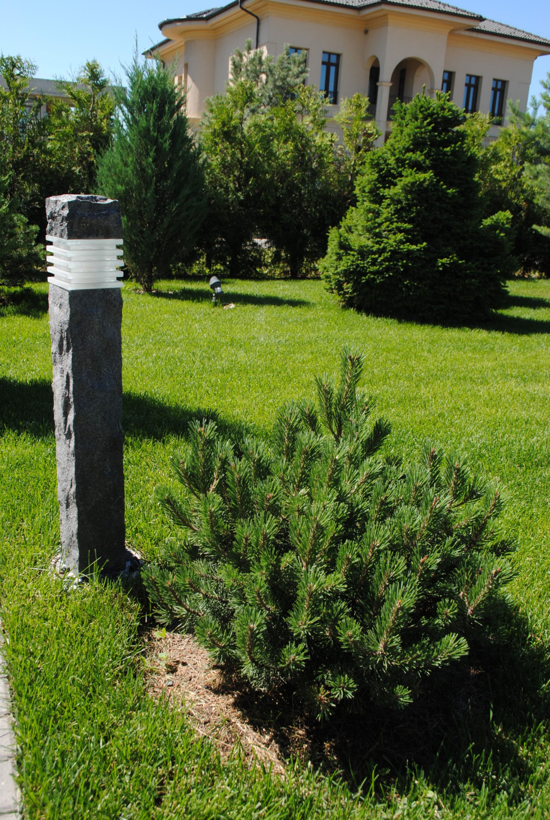 Сад с хвойными растениями