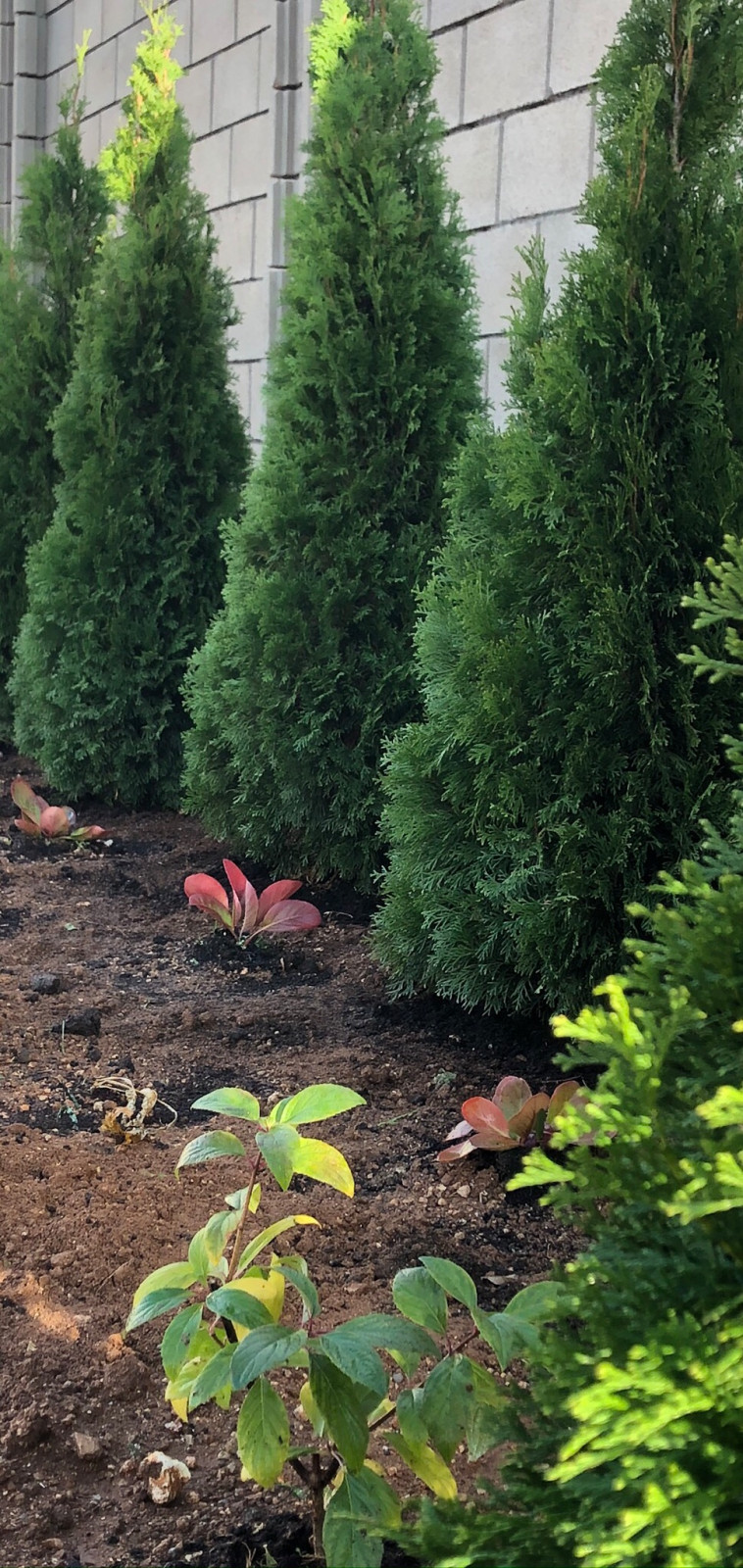 Обложка проекта: Сад на берегу моря