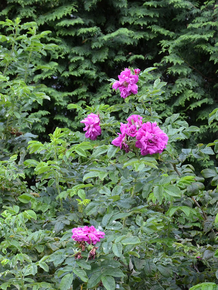 Современный сад в КП "Бенилюкс" вилла 2