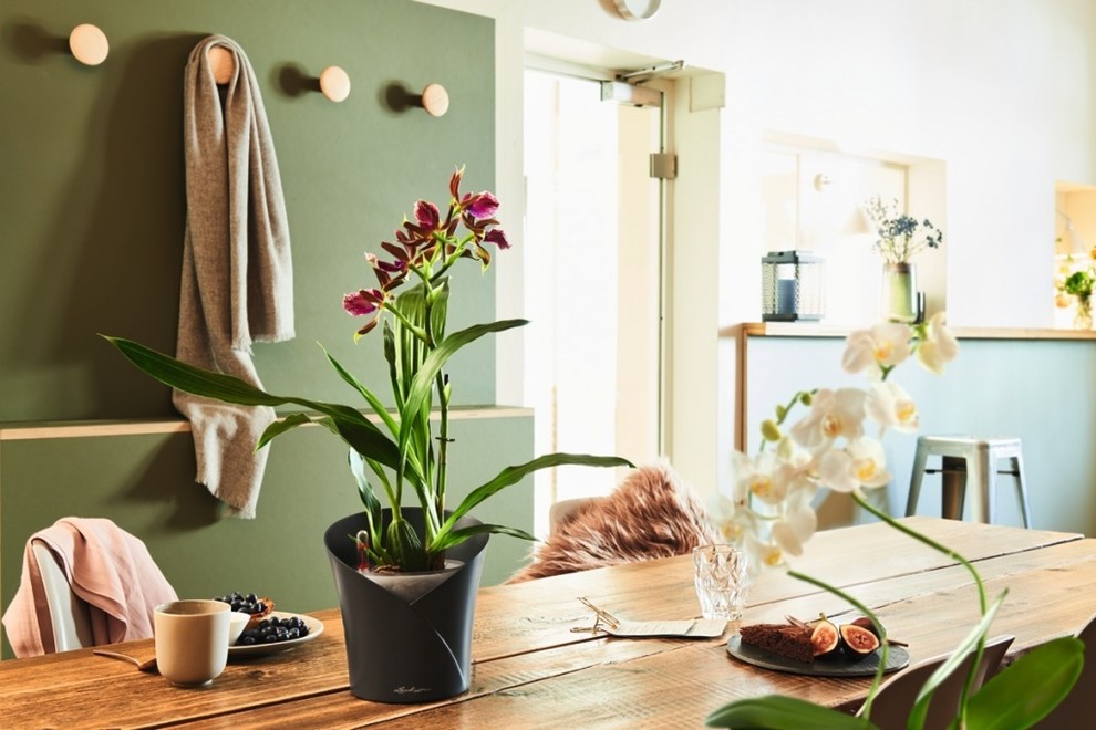 Вашим орхидеям это понравится