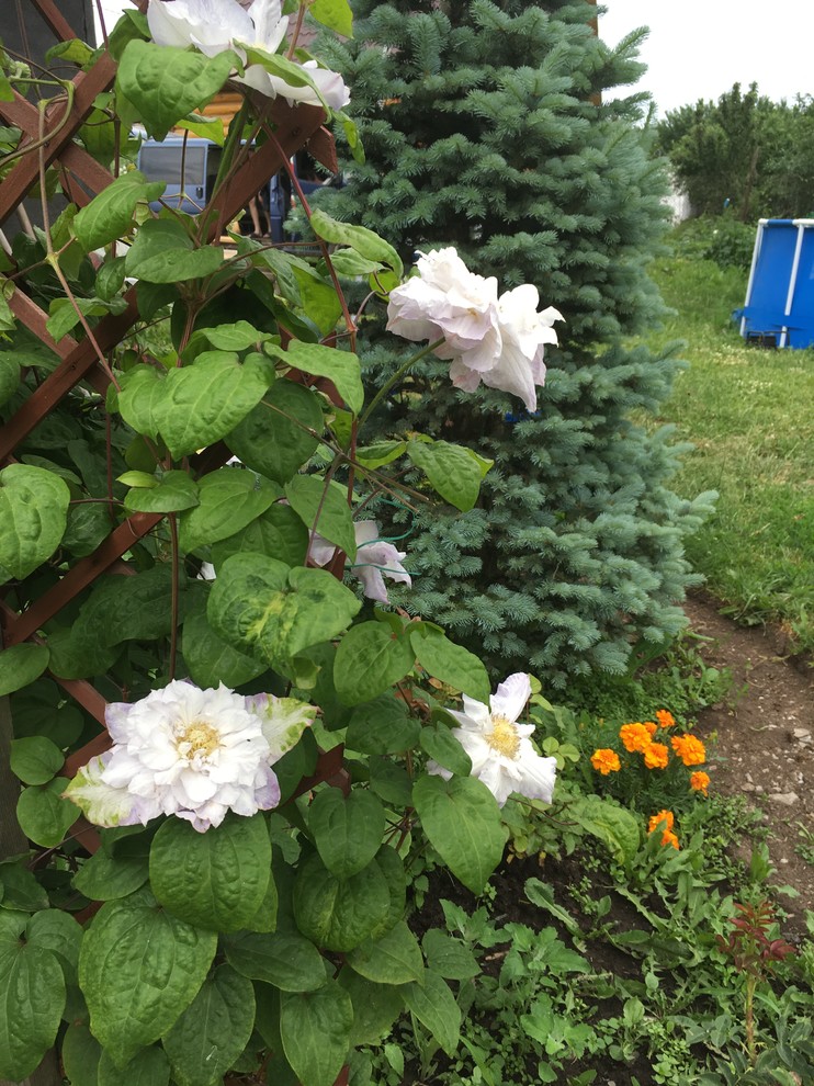 Реставрация старинного сада в калужской области, д.Кромино