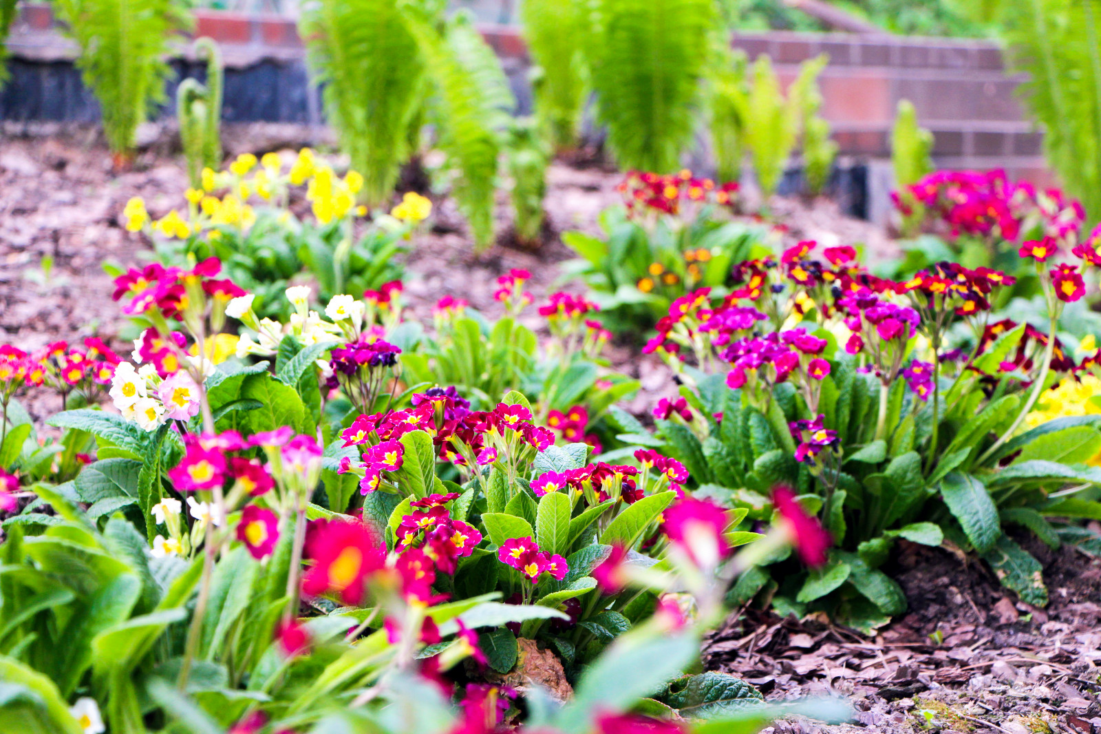 Лобаново, 2012-2021 гг.