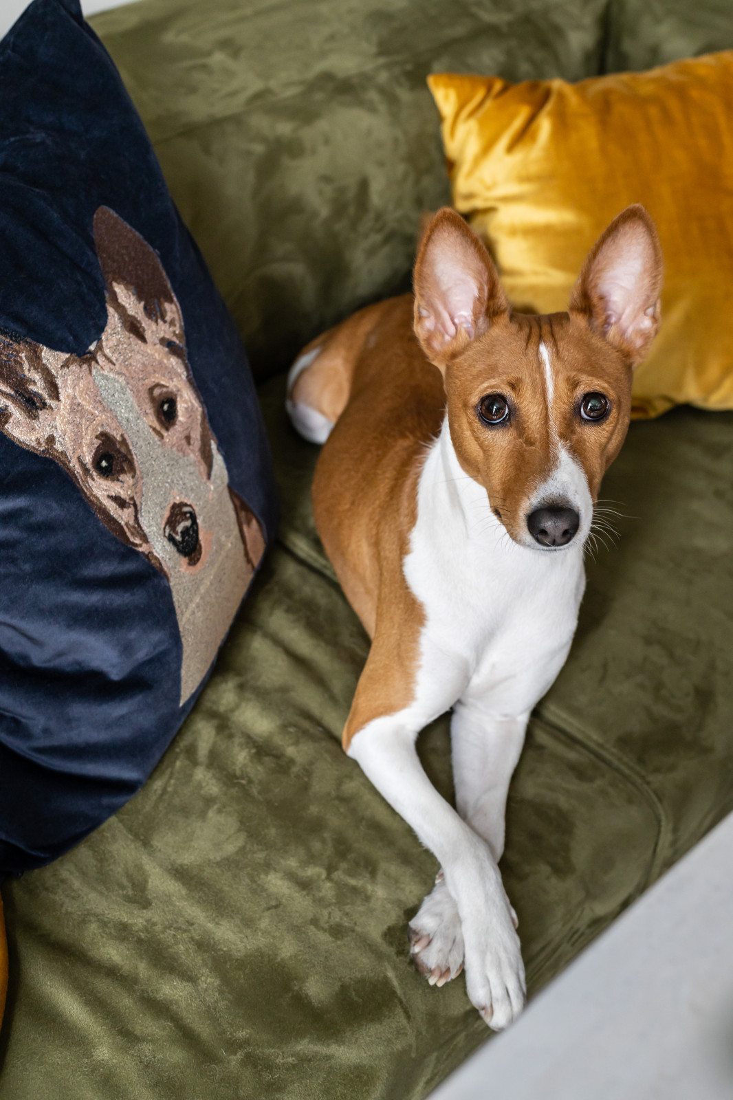 Квартира с видом и собакой