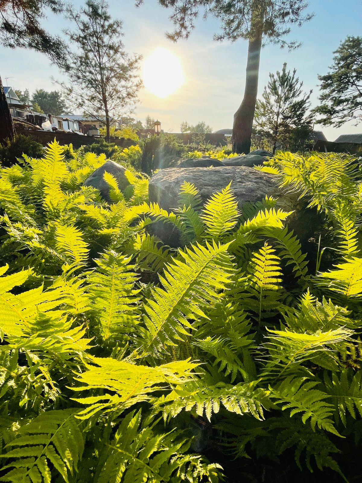 Массивы папоротников