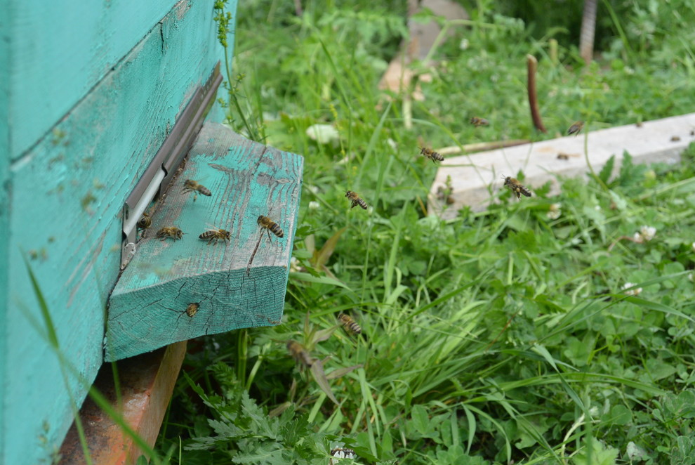 Обложка проекта: природа