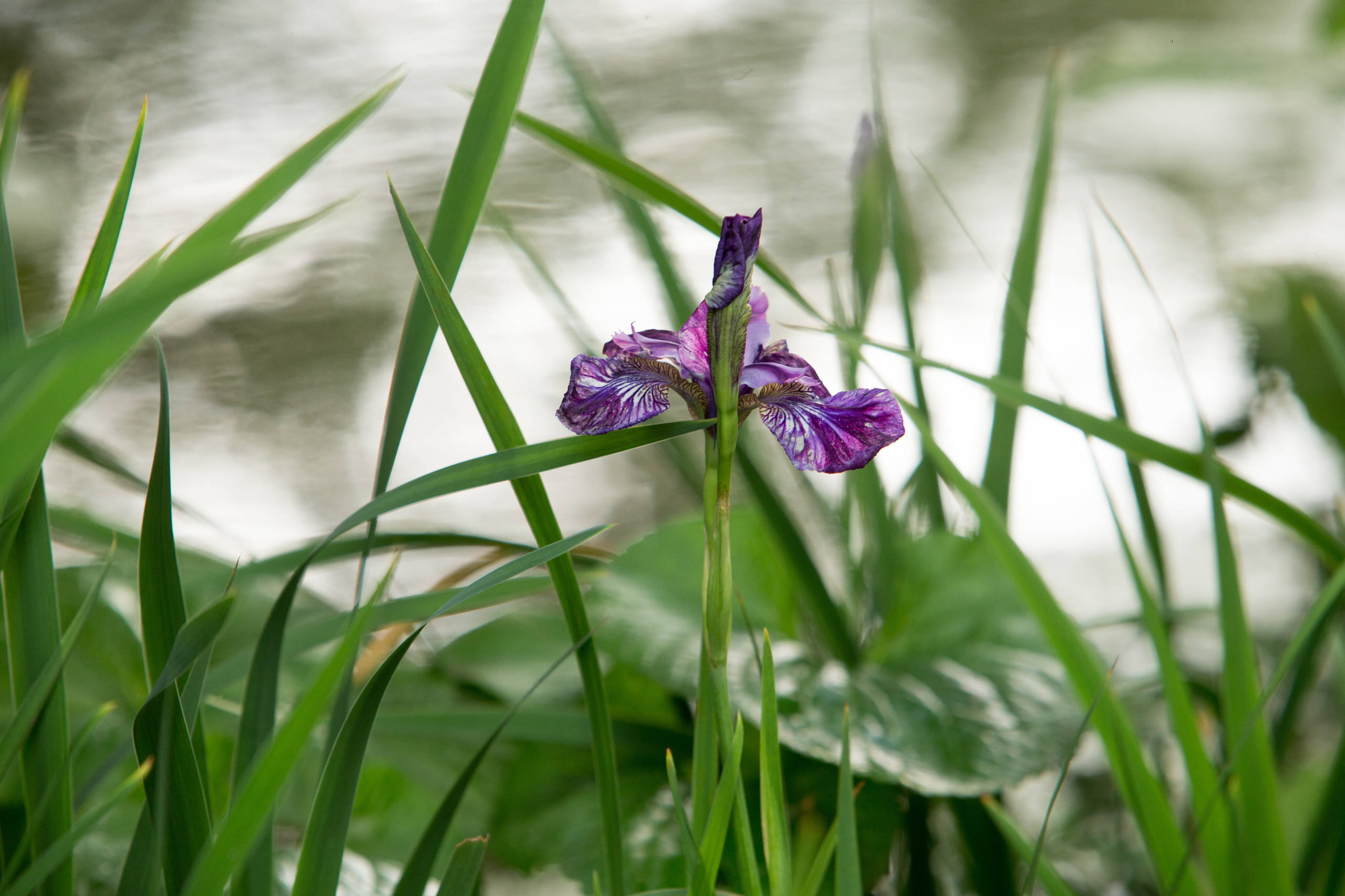 Проект недели: Сад в стиле модерн