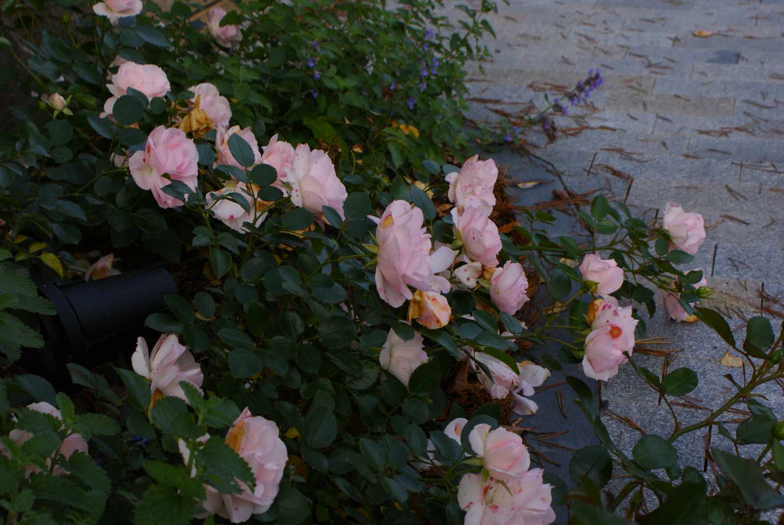 Северное поместье