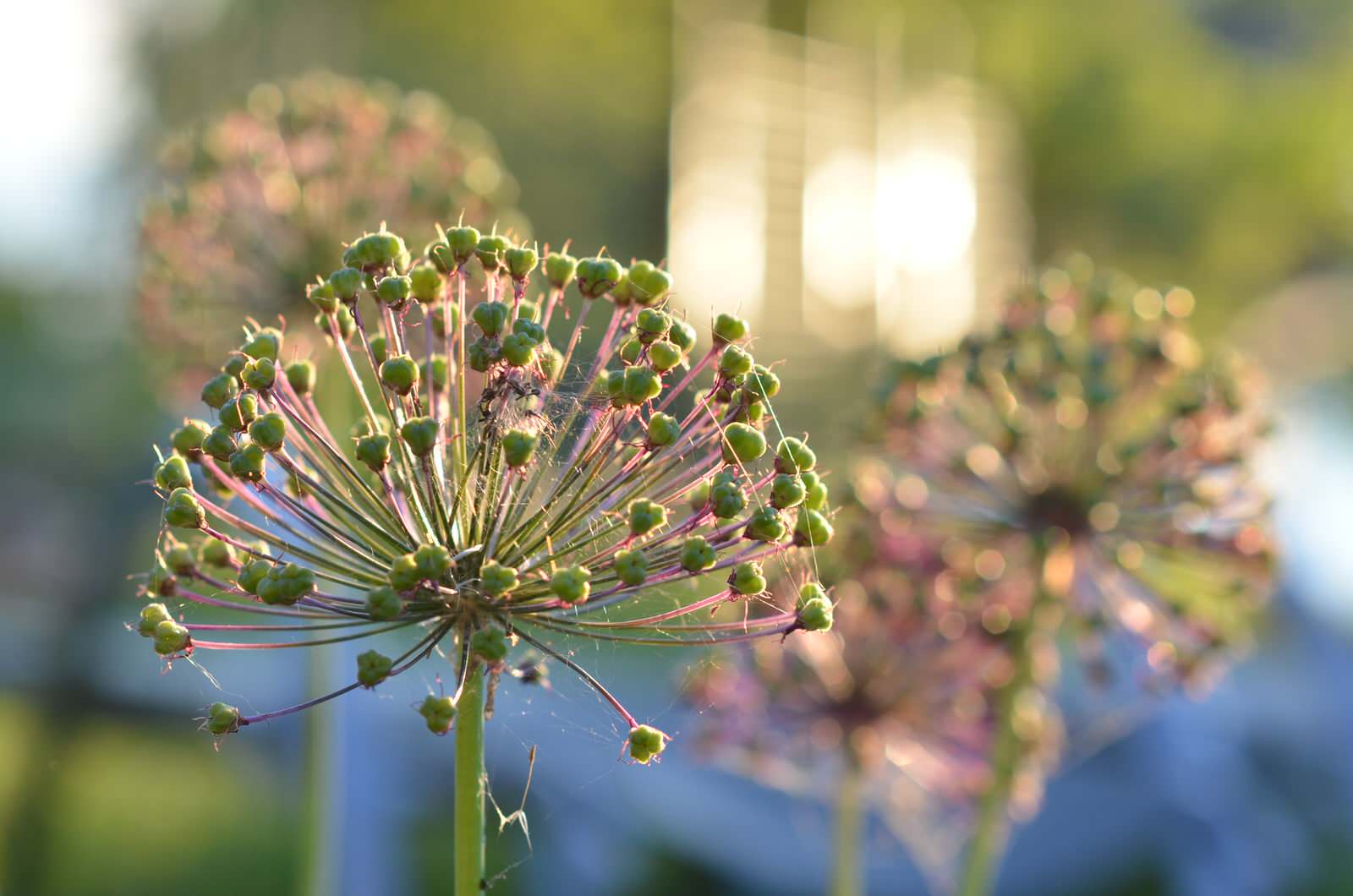 Обложка альбома: Идеи knnperm