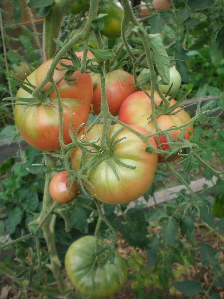 Хороший вопрос: А стоит ли бороться с сорняками на дачном участке