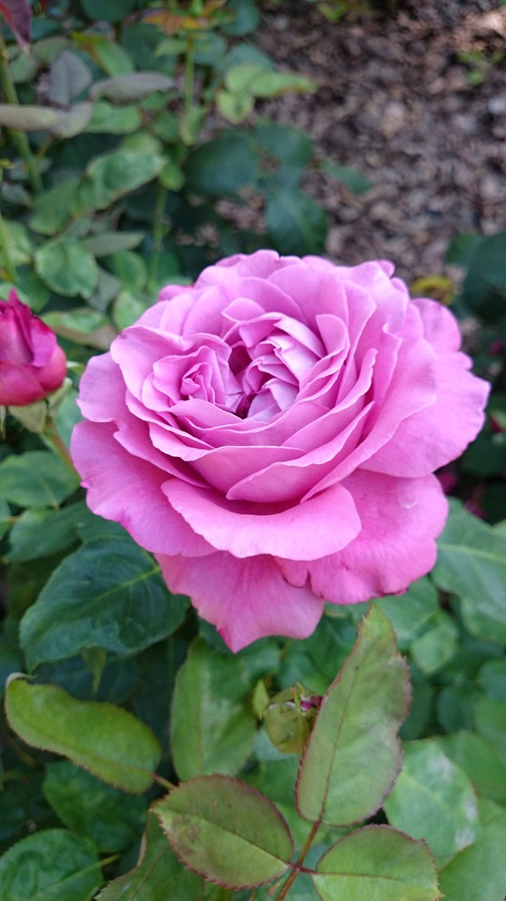 Обложка проекта: Устройство розария