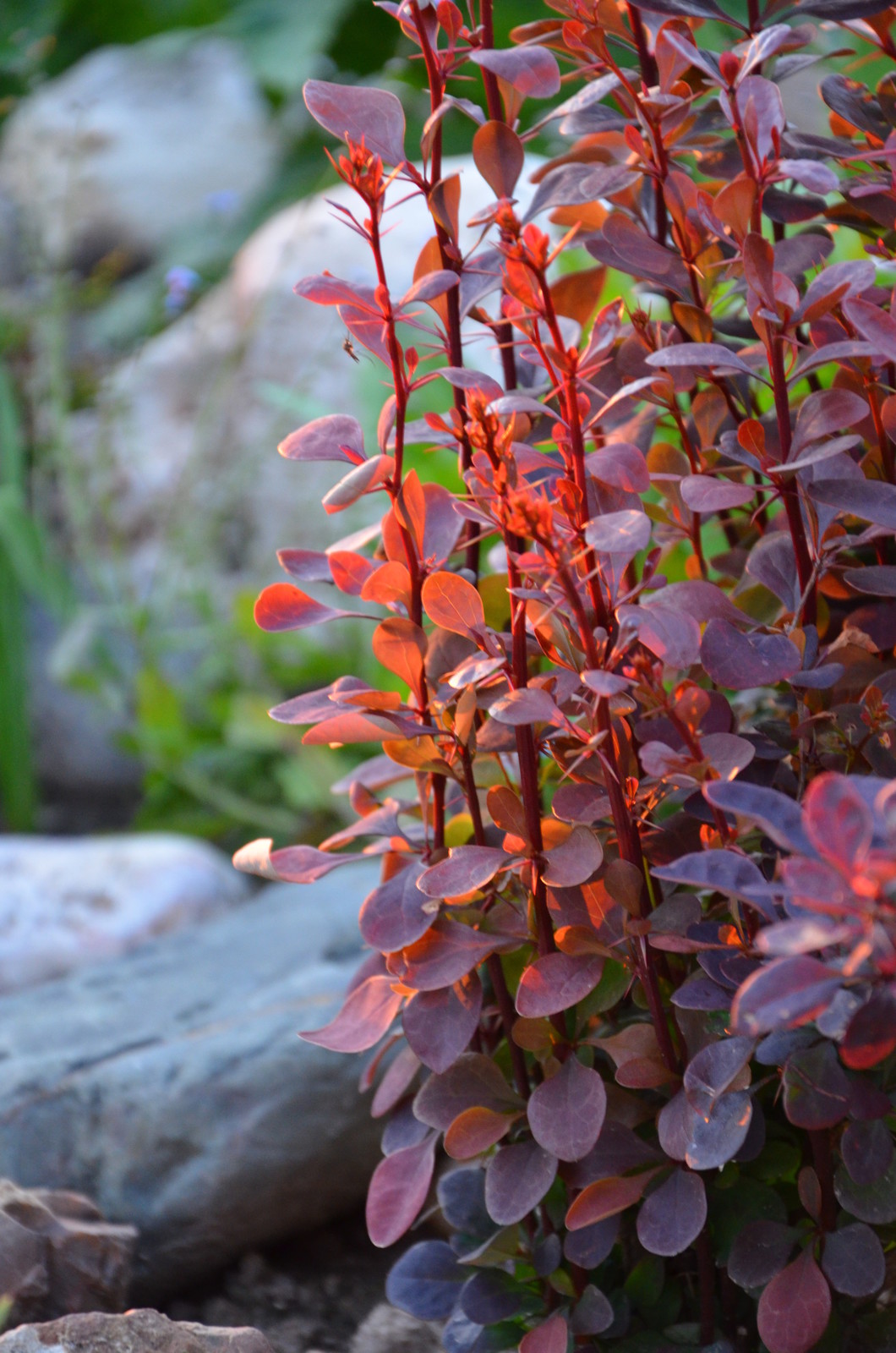 Садовый участок