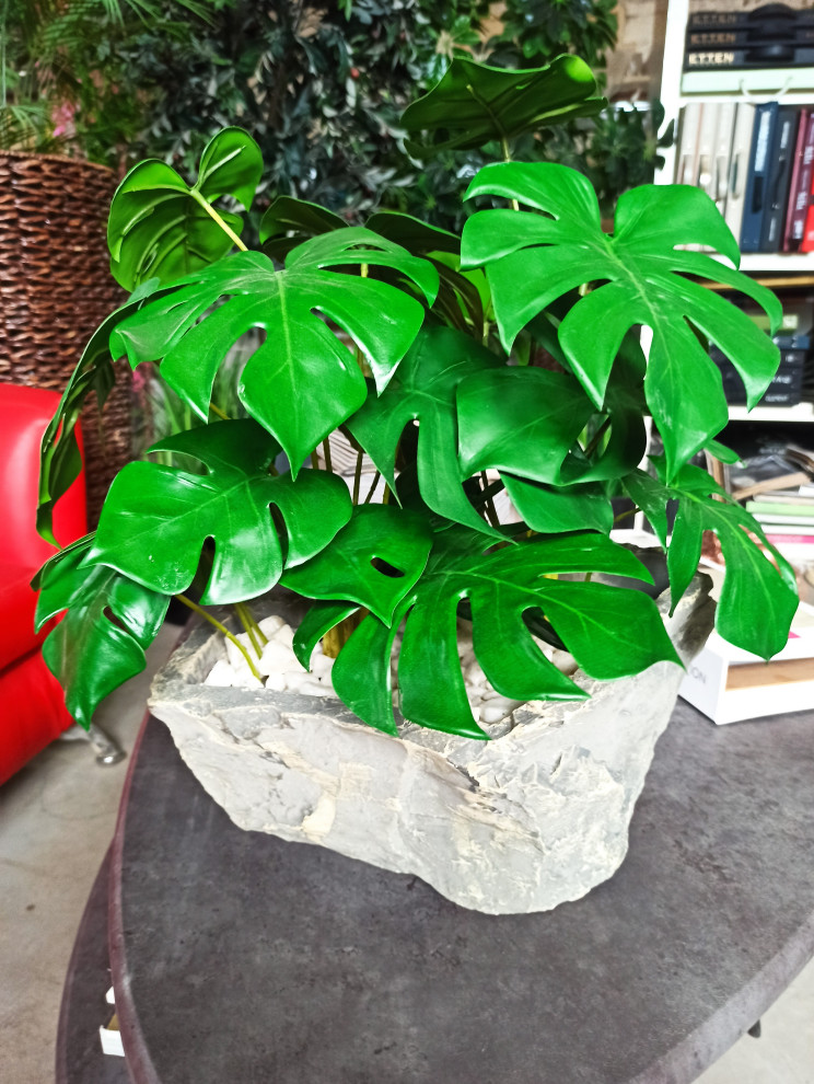 Монстера для частного интерьера