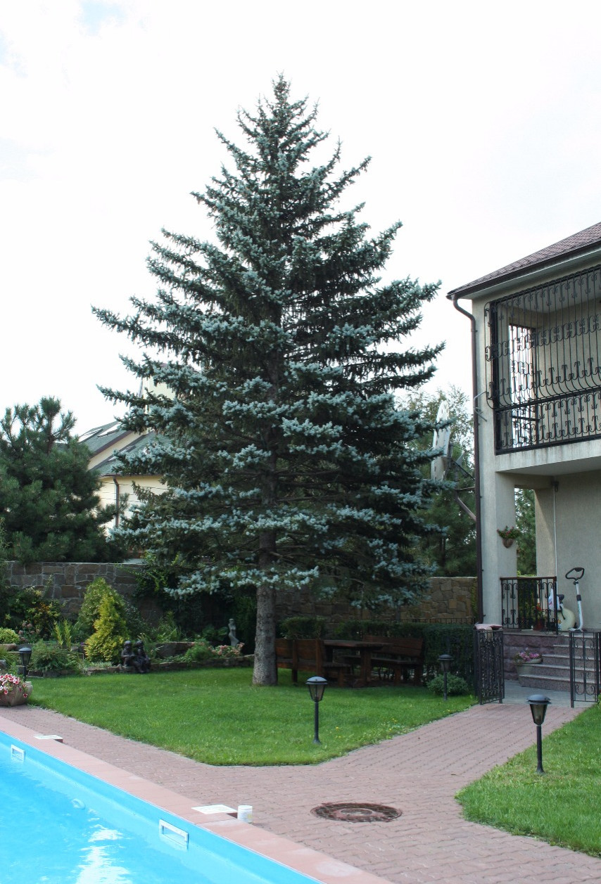 Ландшафт частного участка